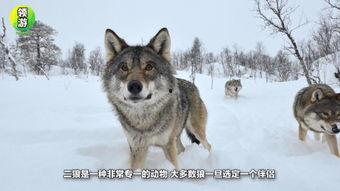 自拍狼叫在线视频,揭秘网络红人的独特魅力