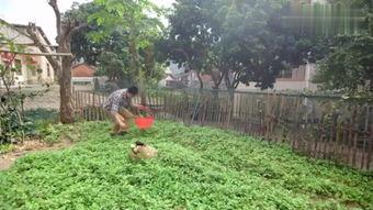 艾草与在线视频,探寻传统与现代的交融之美