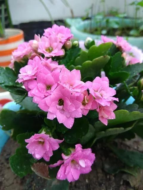 长寿花在线视频,养花秘籍助力健康长寿