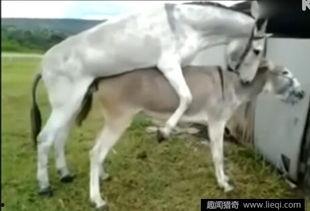 马配驴在线视频