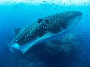 蓝色星球2在线视频观看,探索未知海洋奇观